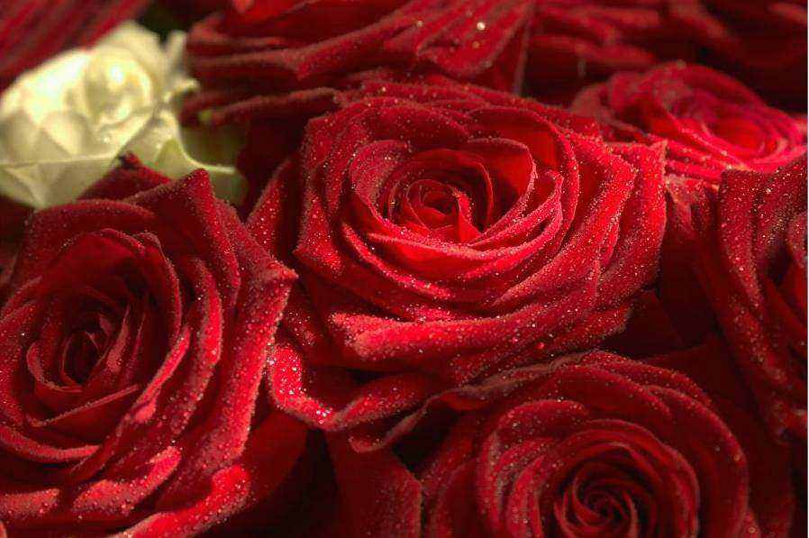 Legal documents and flowers