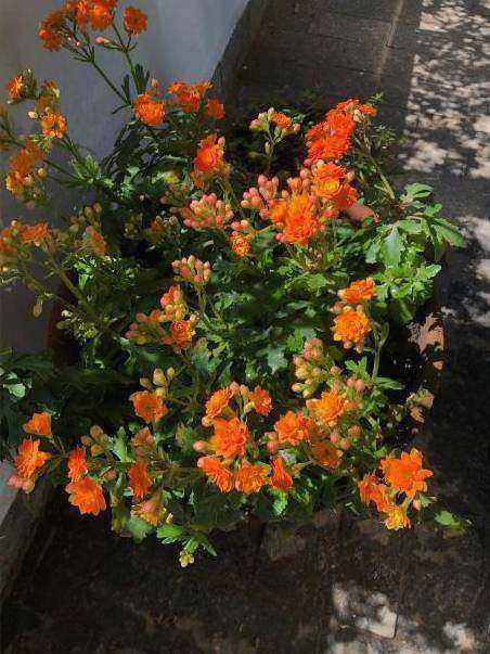 Sympathy floral detail