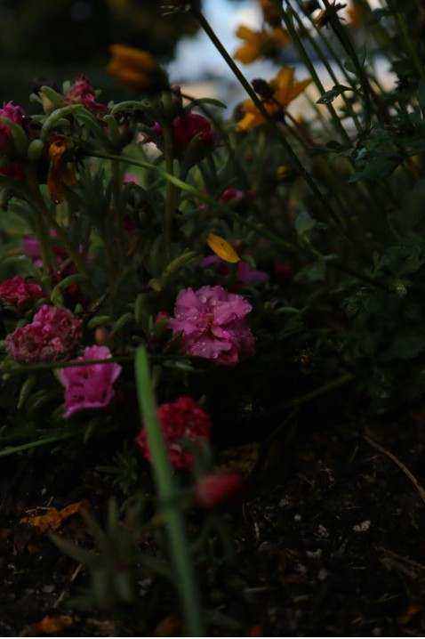 North Island native flowers landscape